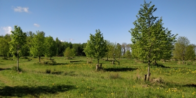 Winterlinde in de genenbank